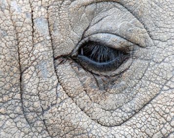 Elephant Eye